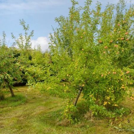 شقة Killenard Kottage, Killenard, Laois المظهر الخارجي الصورة